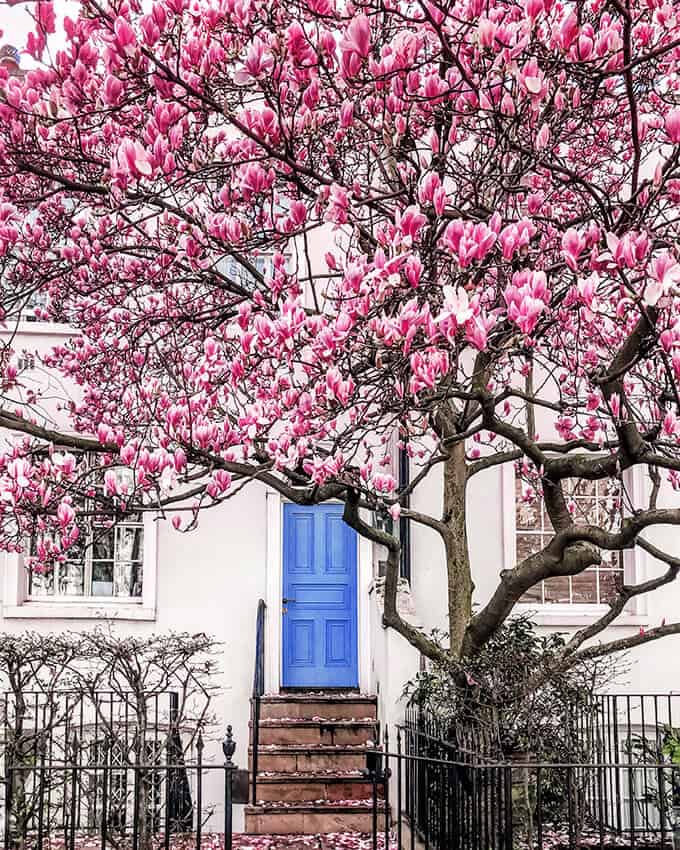 Fiori rosa a Notting Hill davanti a una porta blu