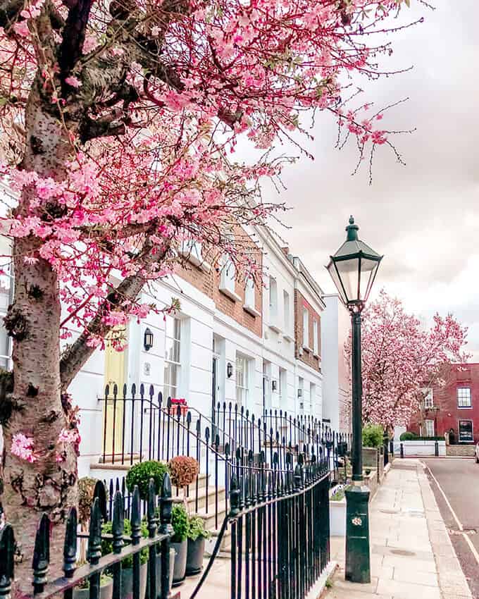 Alberi di ciliegio rosa a Crouch End a Londra