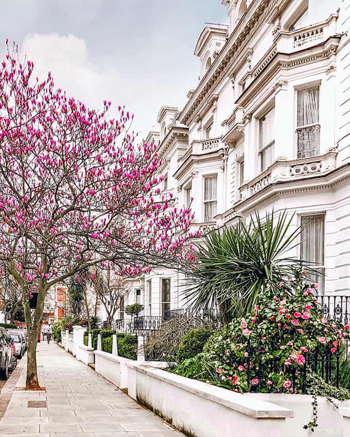 Street in Chelsea lined with pink cherry blossoms in springtime in London