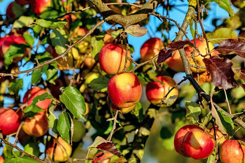 Apples at Fruita, Capitol Reef park in Utah