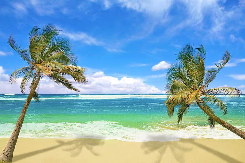 Palm trees on a tropical beach in Hawaii