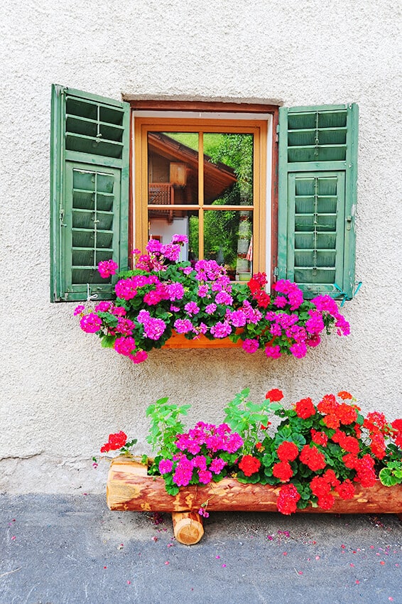 Meravigliosi vasi di fiori sotto una finestra con imposte verdi