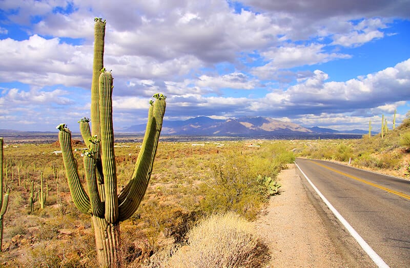 Cactus gigante accanto alla Route 66 in Arizona