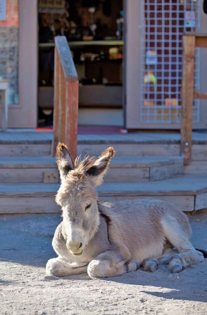 Cucciolo di asinello accucciato in strada a Oatman sulla Route 66