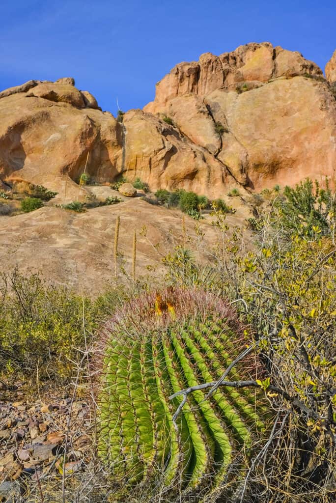 Panorama del deserto in Arizona con cactus in primo piano