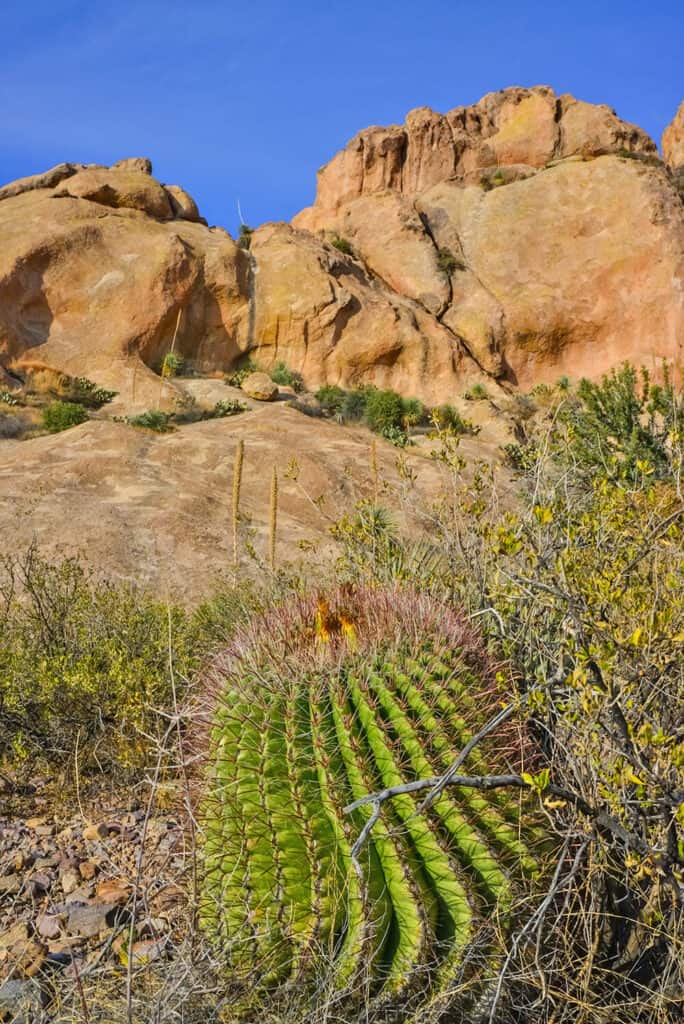 Desert landscape with a cactus on the front near Page in Arizona