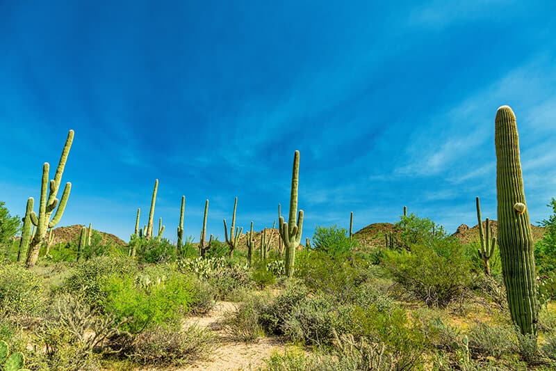 Panorama del Saguaro National Park con alti cactus sotto un cielo blu