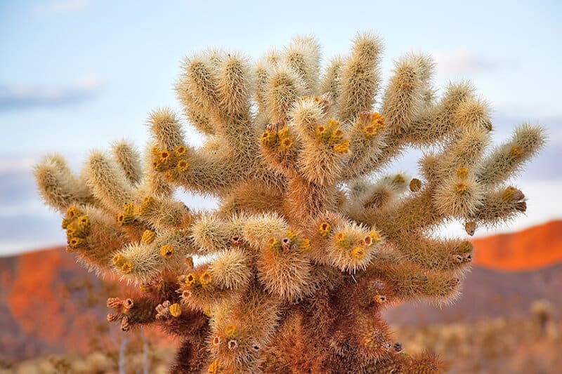 Big cholla cactus at sunset at Joshua Tree