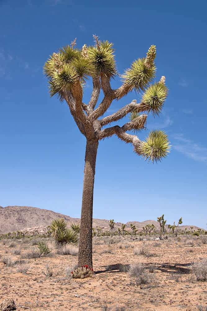 Un Joshua Tree nel deserto del Mojave