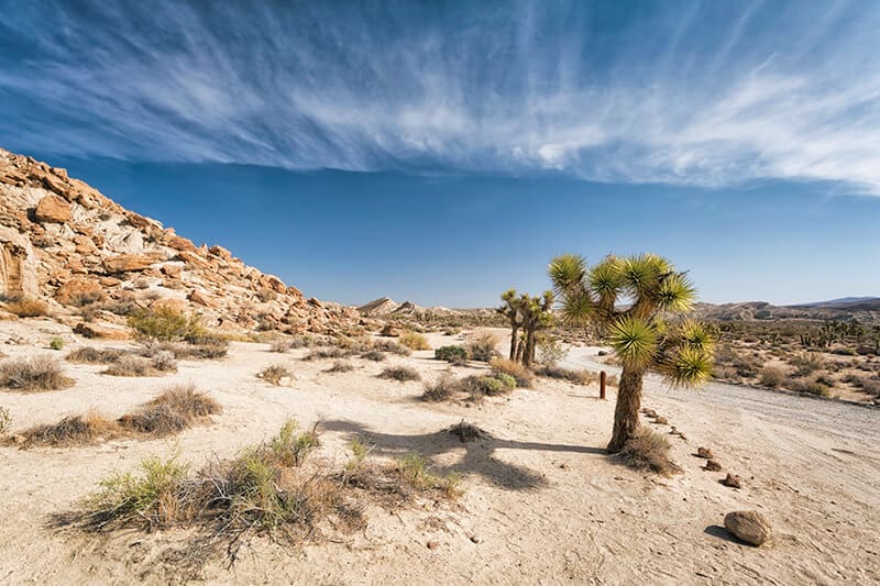 Cielo terso in estate al Joshua Tree