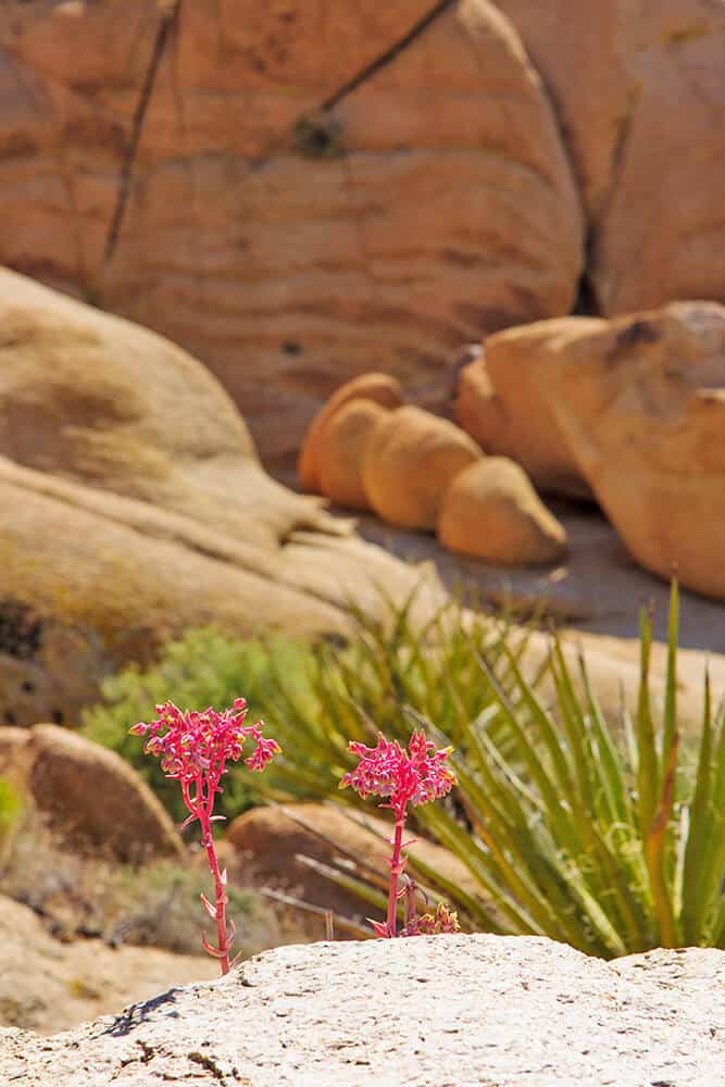 Wildflowers in spring at Joshua Tree (California)