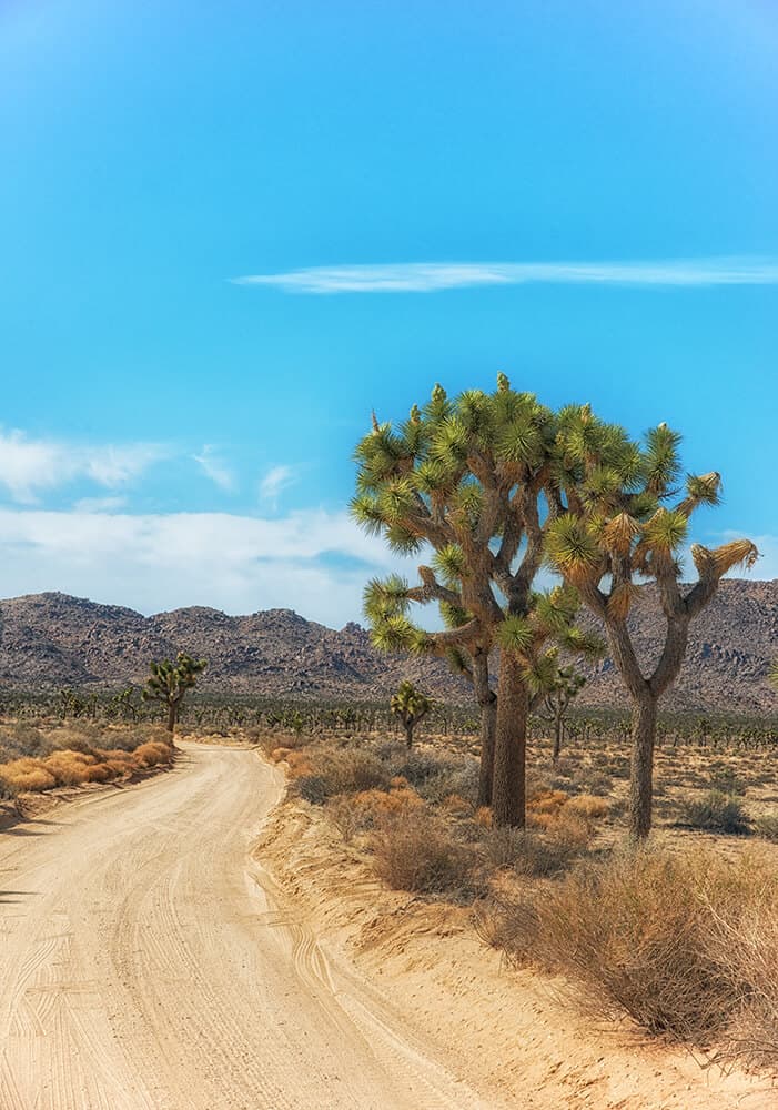 Dirt road and Joshua trees in Joshua Tree National Park