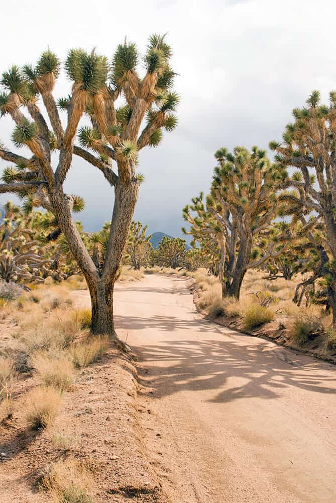 Dirt trail near Joshua Tree Northern entrance