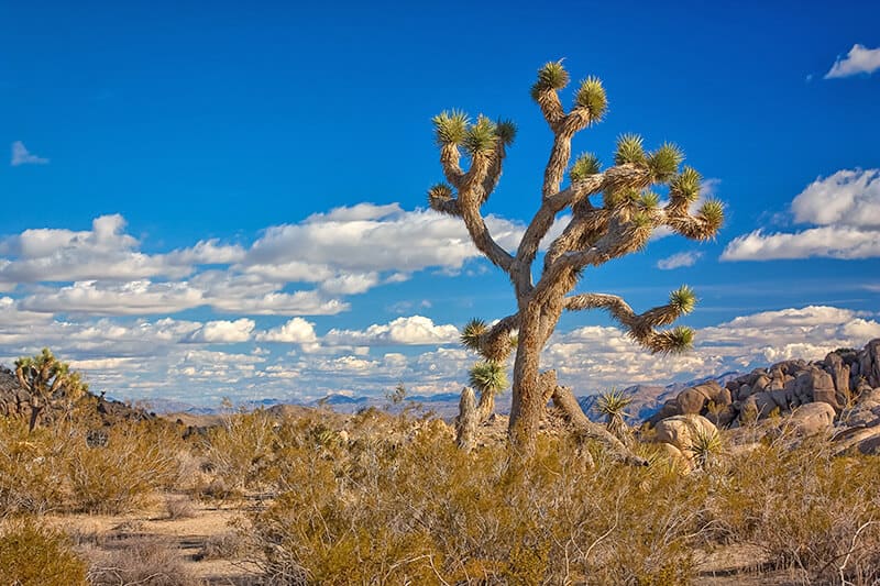 View of Joshua trees in summer