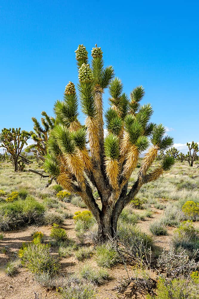 Joshua Tree in spring inside the National Park in California