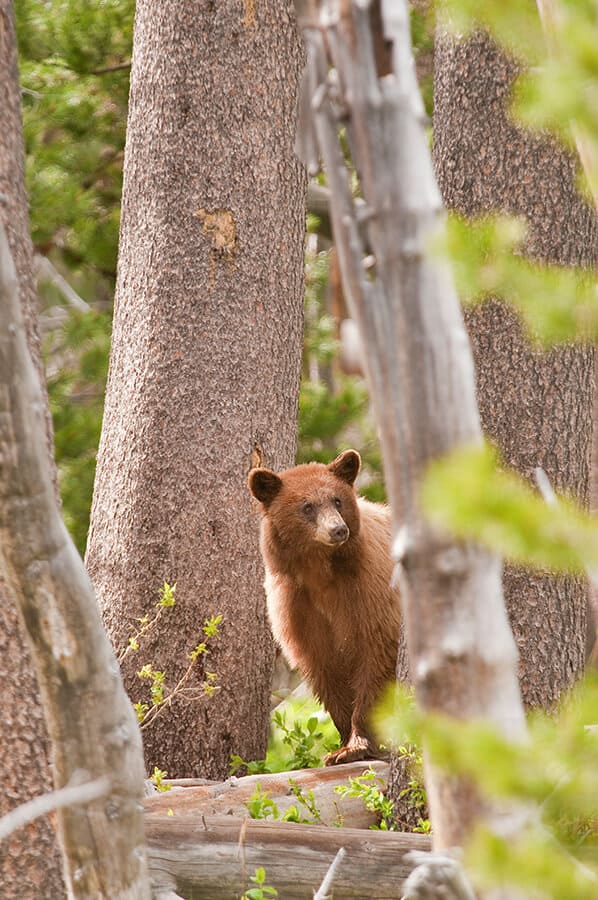 Black bear at Yosemite National Park (USA)