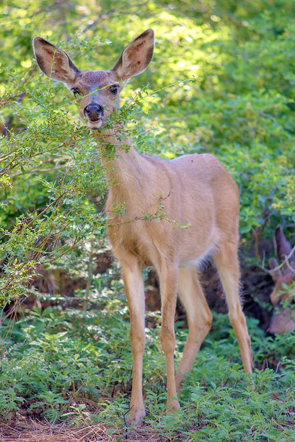 A young mule deer at Yosemite