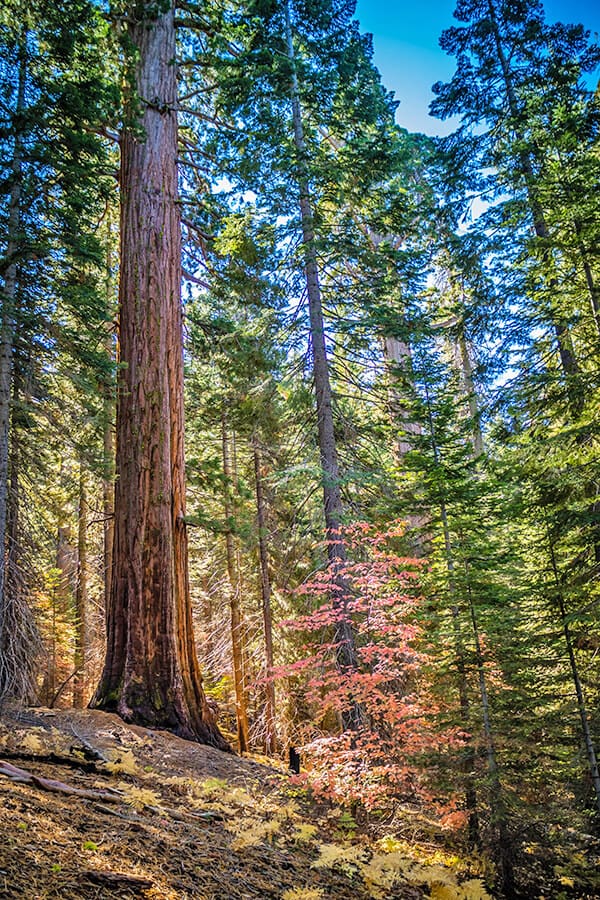 Mariposa Grove of Giant Sequoias