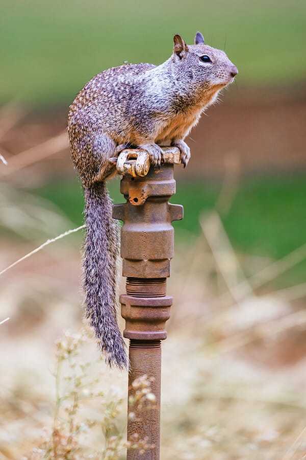 Squirrell at Yosemite National Park