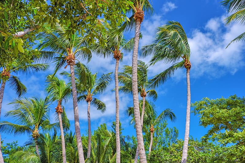 Tropical palms against the blue sky in Miami Beach