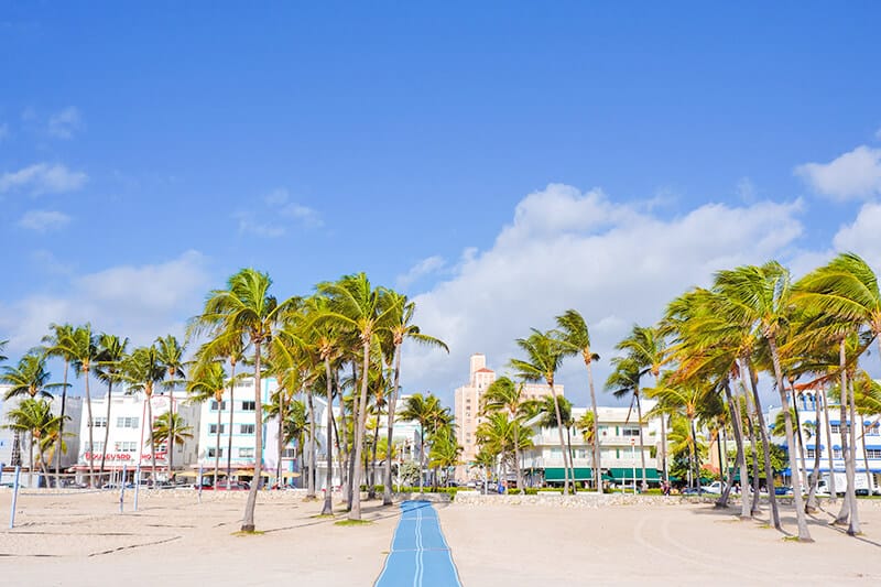 Palms on the sand at South Beach Miami