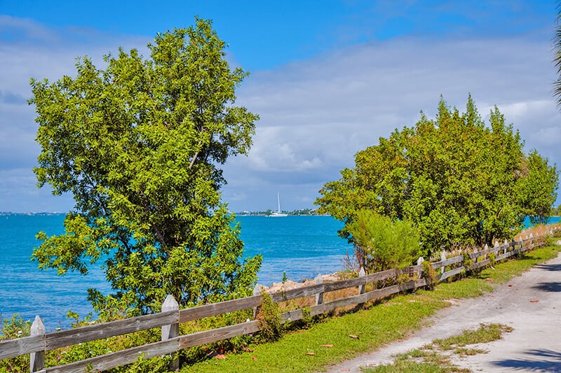 Alberi vicino all'oceano al Barnacle State Park (Fl)