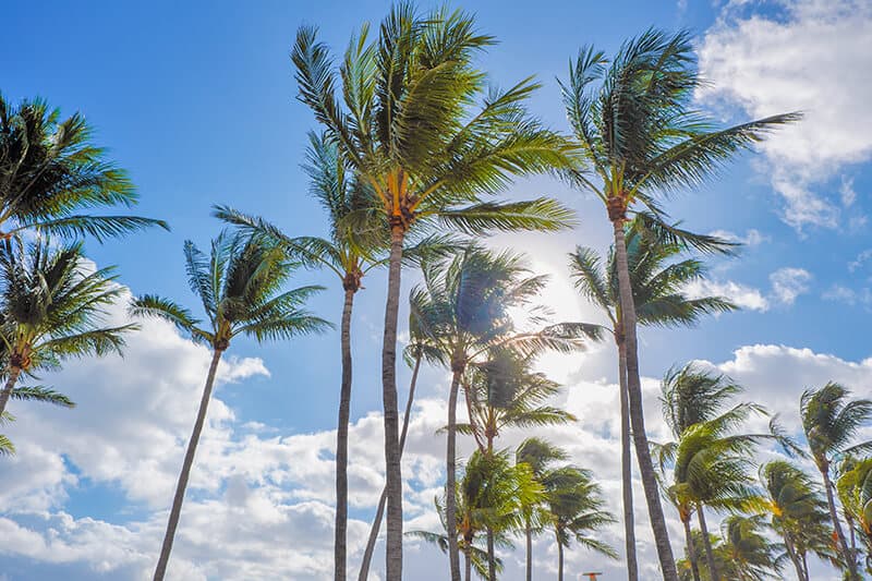 Tall palms at Fairchild Botanical Garden in Miami