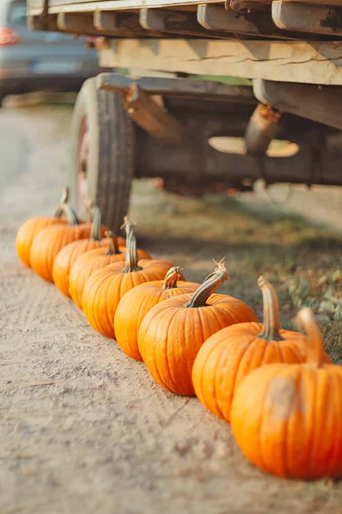 Pumpkins at the Berry Farms in Miami