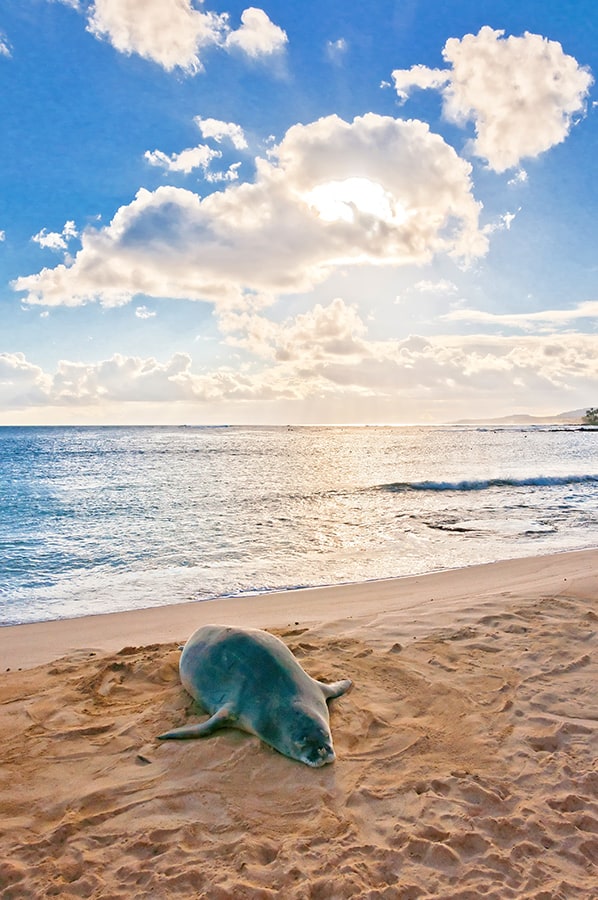 Hawaiian monk seal at Kaena Point