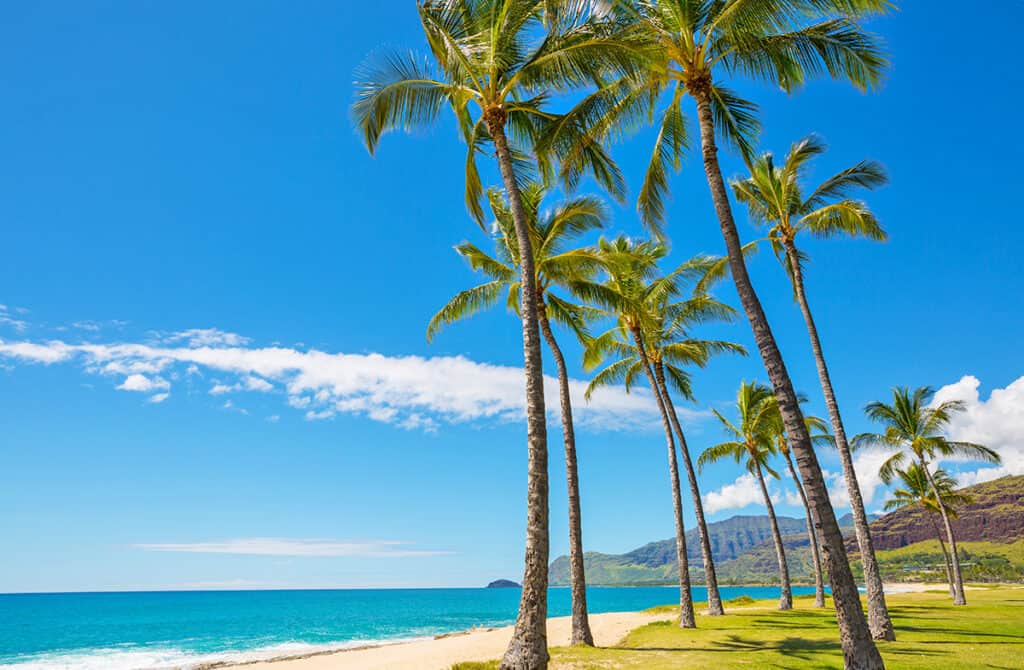 Palme sulla spiaggia a Oahu