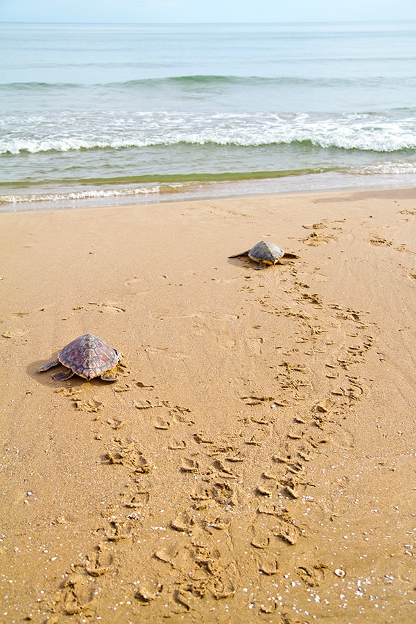 Turtles at Laniakea Beach (Oahu)