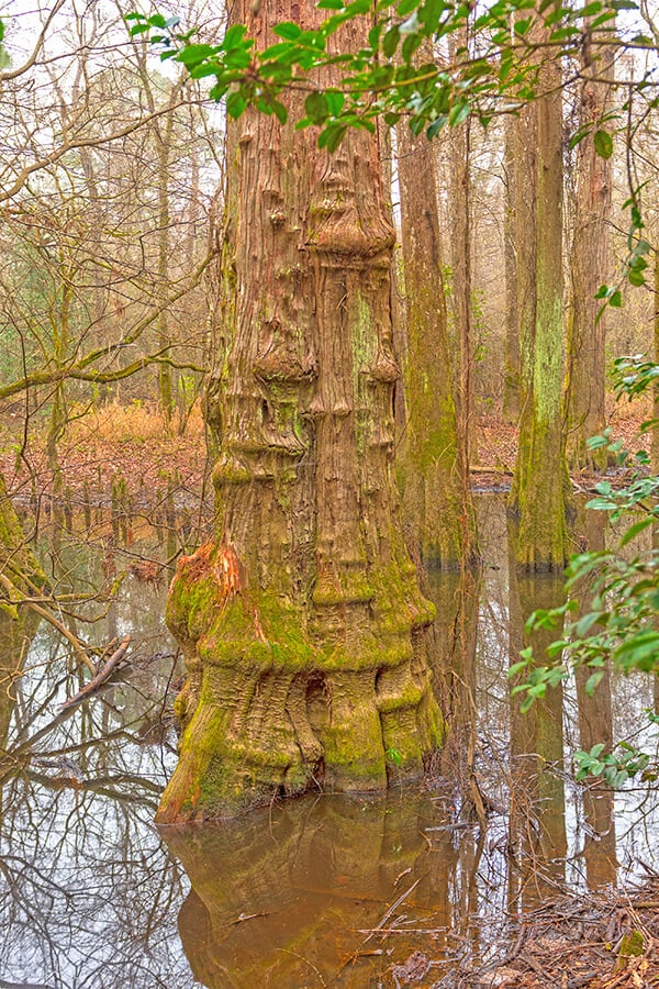 Big Cypress Preserve (Florida)