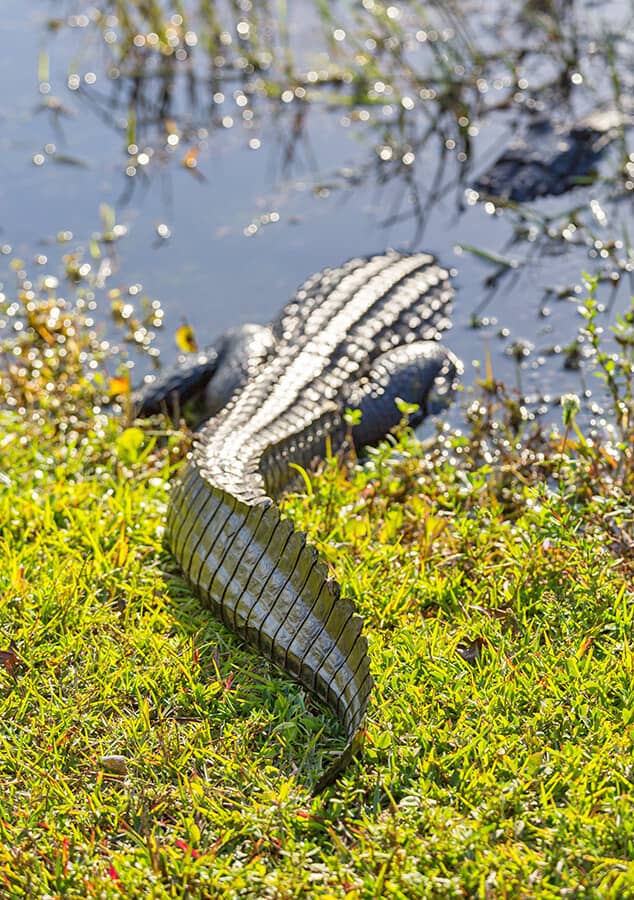 Alligator at Everglades Park in Florida