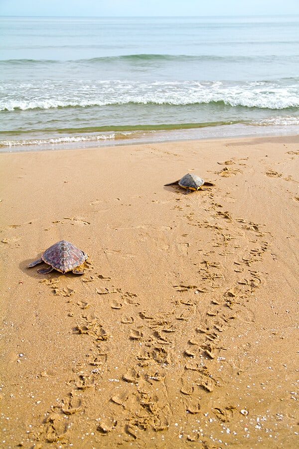 Tartarughe a Laniakea Beach (Oahu)