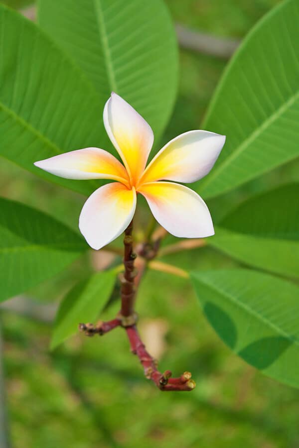 Plumeria flower in Oahu