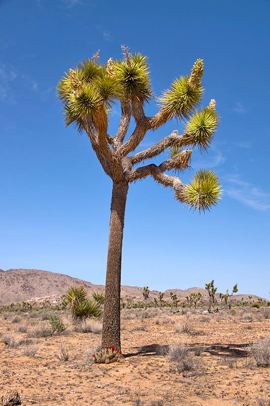 Joshua tree in the desert