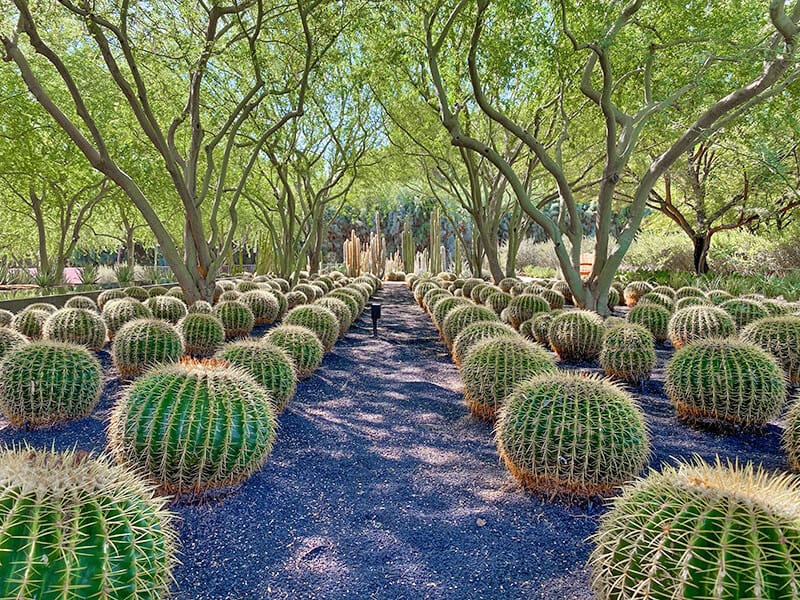 Cacti at Moorten Botanical Garden