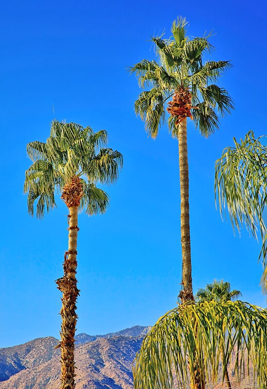 Palms in Palm Springs