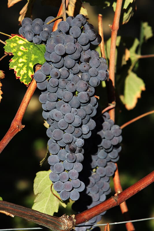 Nero d'Avola grapes