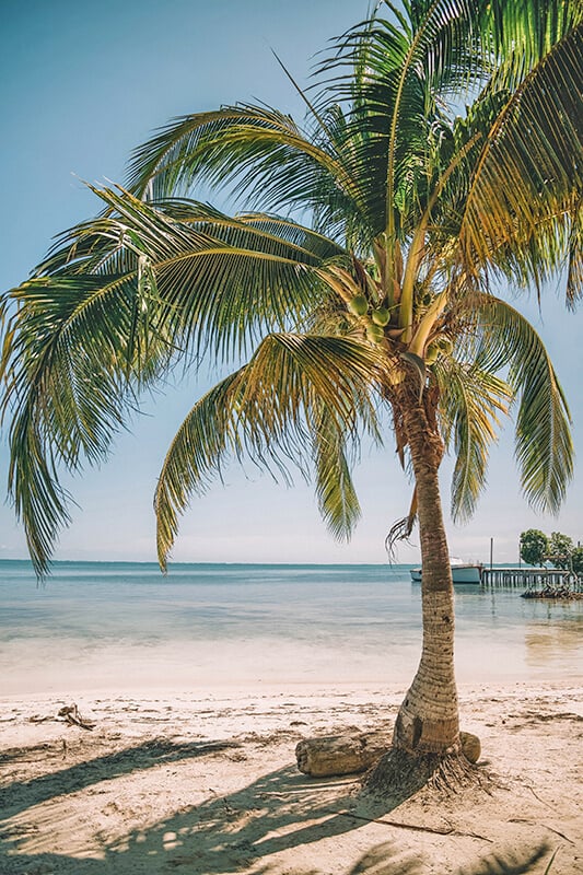 Palm and ocean in Key West (FL, USA)