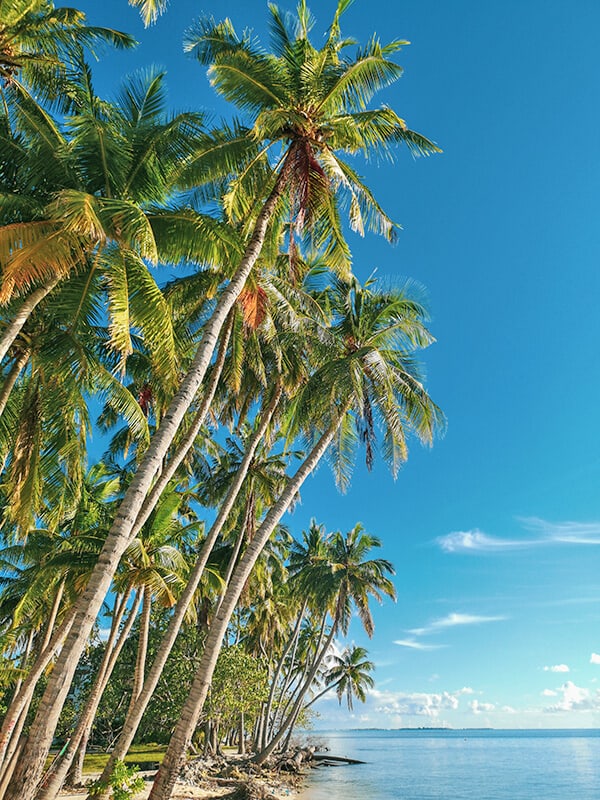 Palms and ocean in Florida