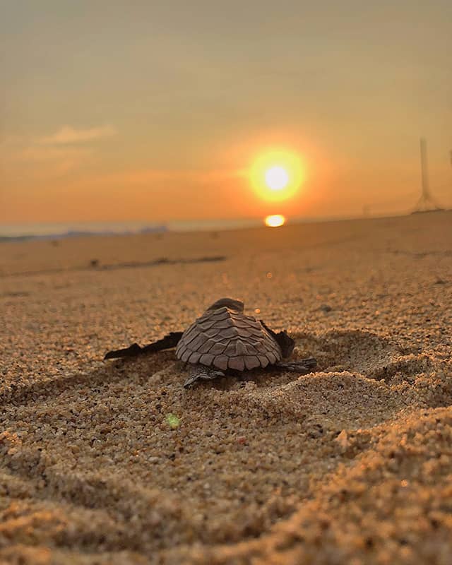 Baby turtle on the sand at sunset