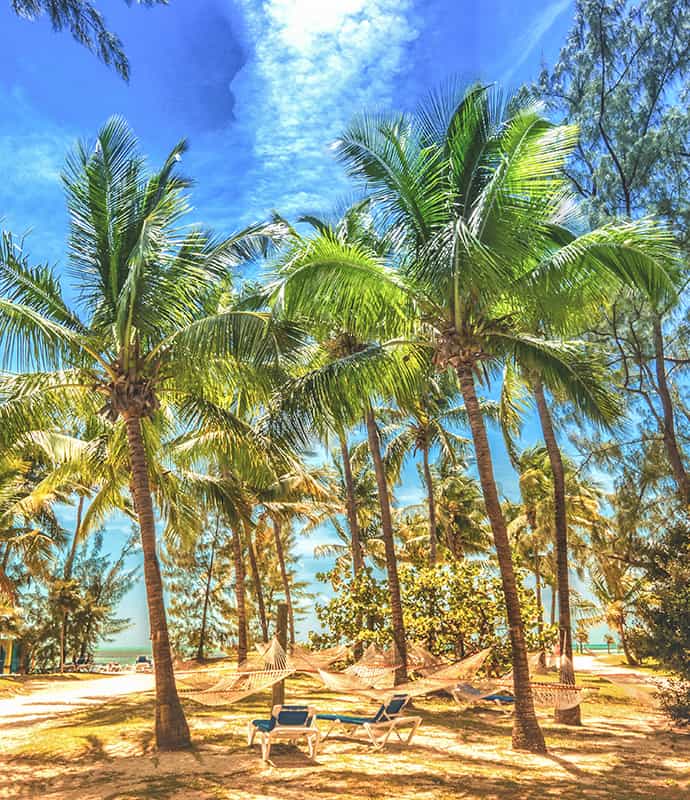 Tanning beaches and palms on a beach in Florid