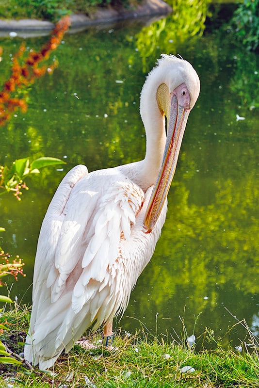 White pelican at the Everglades (Fl)
